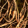 Does Ginseng Have Caffeine? Debunking Common Myths About Ginseng