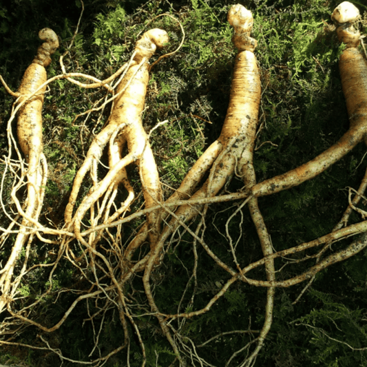 Cultivating Korean Red Ginseng