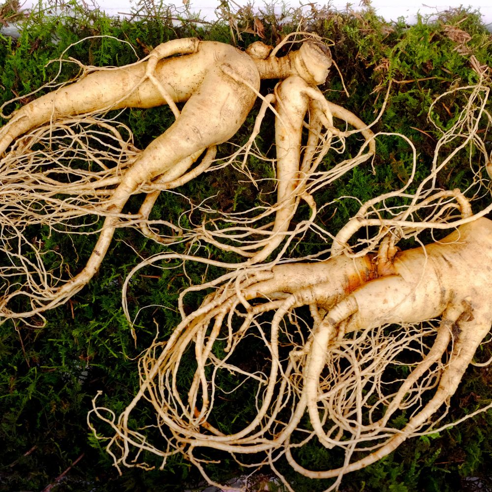 How to Grow Ginseng Growth Guide: Cultivating Health and Wealth from Root to Riches