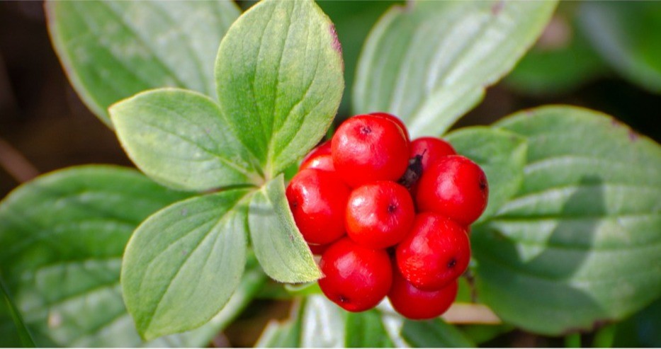 Unlocking the Secrets of Ginseng: Ancient Uses and Modern Applications