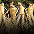 Ginseng 101