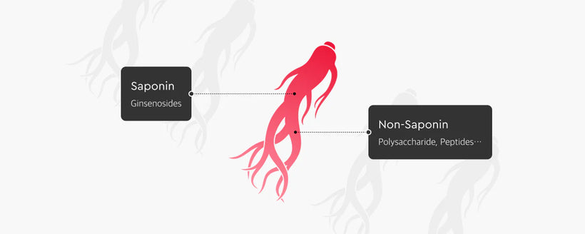 Saponin (ginsenosides) and Non-Saponin (polysaccharides, peptides) components of Korean Red Ginseng